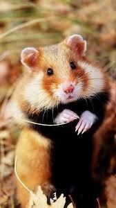 truongthito1's profile picture. 