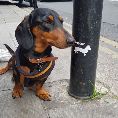 Sausage Dog Social Dublin - We meet once a month in Dublin. Join our club!
#sausagedogsocialdublin #superquinnsausagedog
