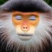 sleepy monkey (@sleepingmonkey3) Twitter profile photo