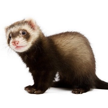 FeFerret's profile picture. All tweets are my honest opinion! It's about time thing were said! Solidarity is Strength.