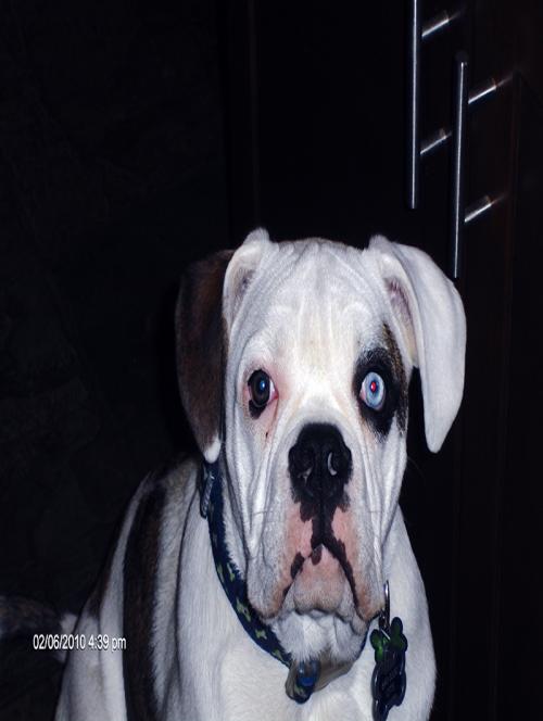 EsharpPyramid's profile picture. Eric Sharp,   Owner of Otis the mortgage repurchase bulldog..