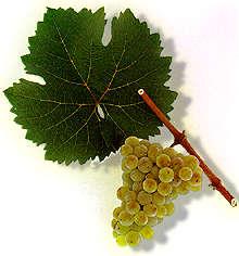 All Riesling. All Summer. All Time. Riesling is the name of one of the finest white grapes in the world.
