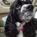 RascaltheSpaniel (@Rascal_Spaniel) Twitter profile photo