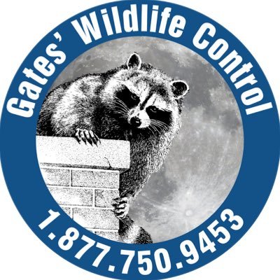 Your Go-To For Humane Wildlife Removal 🦝 Follow Our Adventures 🎥