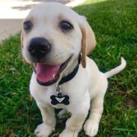 Pupper from Vane (@vanepupper) 's Twitter Profile