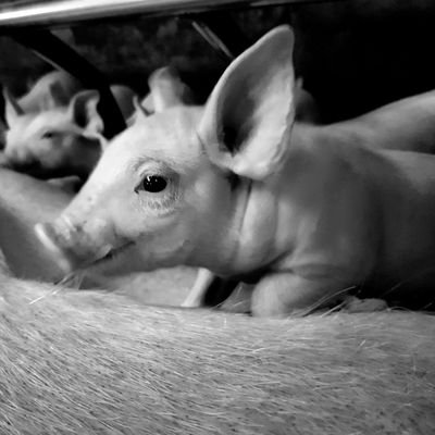 Éleveur de cochons 
supporter du SRFC🔴⚫
#ilssontmignonslescochons 
#FrAgTw Instagram: rl156
Facebook: Ils sont mignons les cochons
Tiktok: lescochonssurtiktok
