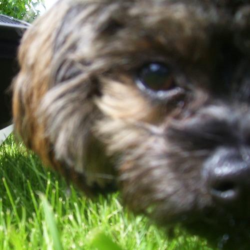 teddyfishman's profile picture. Dog, Winnipeg dweller, 2006 to 2019. 

My brother Loki and Mom tweet here now. 🐶