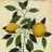 Lemon®︎ー双極性障害/妊娠/出産ーのアイコン