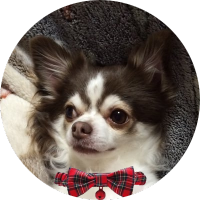麦芽100%@6y (@kobitopc) 's Twitter Profile