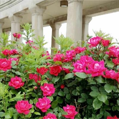 OmsOmsultan's profile picture. 