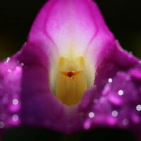 About Orchids(@AboutOrchids) 's Twitter Profileg