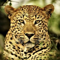 Dianna Bass (@dleopard2282) 's Twitter Profile Photo Dianna Bass (@dleopard2282) 's Twitter Profile Photo