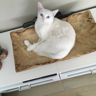 aCSstudentsLife's profile picture. 