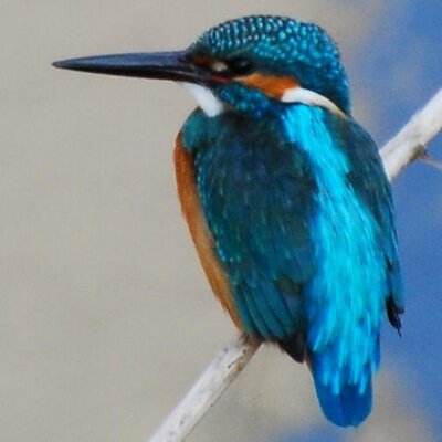 りすのすけ on Twitter "義母はなぜか私には電話かけられても自宅にどうしても電話かけられなかったみたいで