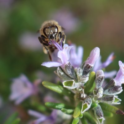 Apiculteur amateur 🐝 , botanique 🌿🌸🍂 et insectes en tout genre