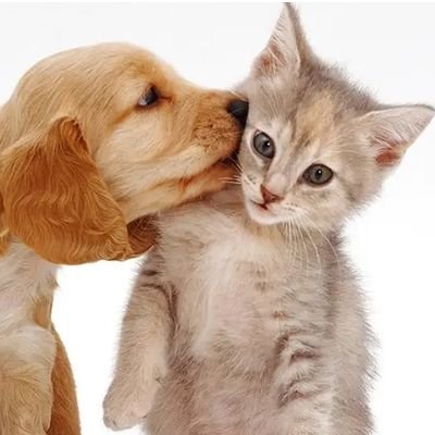.u (@animal_memes_4u) / Twitter .u (@animal_memes_4u) / Twitter
