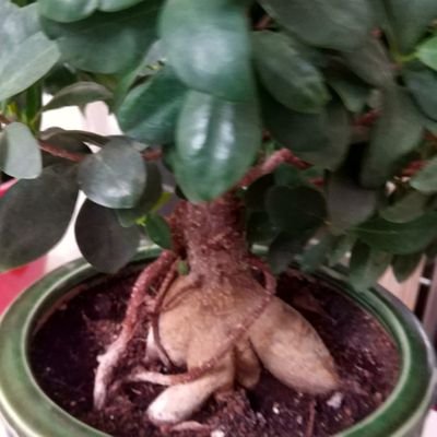 denizdenferah's profile picture. 