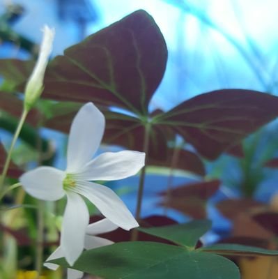 metabitly's profile picture. Hello, I'm definitely going to get famous.