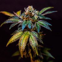 weed.high (@weedhigh5) 's Twitter Profile
