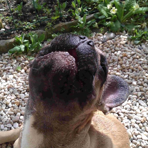 BulldogFrancky's profile picture. 