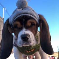 sancho(@sanchothebasset) 's Twitter Profile Photo