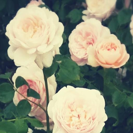 haisaku's profile picture. 雑多に好きなジャンルの方をフォローしています。可愛いモフモフと美少年にとても弱いです。フォロバは不要です。25↑