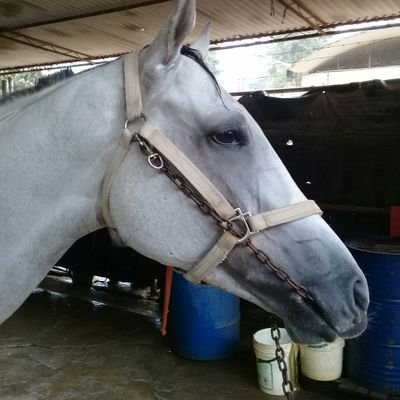 Hipico de la infancia, Entrenador de caballos pura sangre de carreras, Amante del deporte joven y con una familia bella amo a mis hijos