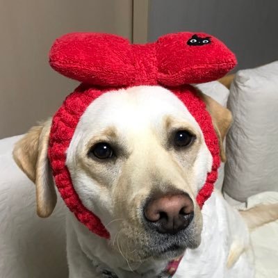 きなこチャンネル ラブラドール Kinakochannelu Twitter きなこチャンネル ラブラドール Kinakochannelu Twitter