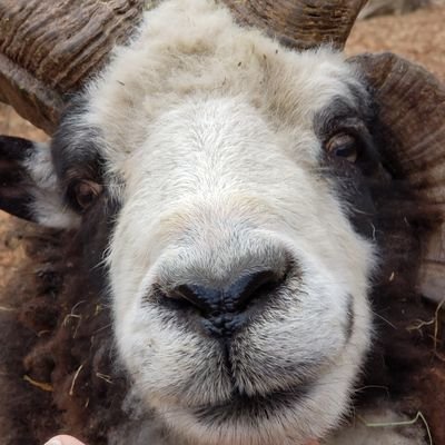 Goatgirl470's profile picture. 