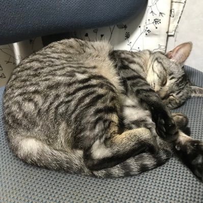 猫3匹と暮らすサンデープログラマー。ニワカBotter,キネシス⌨️ニキ,2021〜 #solana に夢中,最近筋トレ開始。fireはできてませんが、もう5年ほど円→クリプトはしてません。円転のみです。