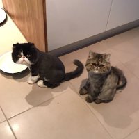 Laura👩‍💼, Leo🐱 + Jack🐱(@LStark54) 's Twitter Profile Photo