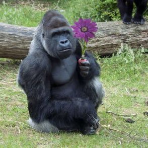 Nog_1203's profile picture. タバコと珈琲と猫をこよなく愛す。ネガツイ有り。フォローは慎重に。ヘッダー byヘドちゃん