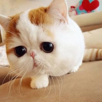 可愛いねこちゃんbot Kawaii Catchang Twitter