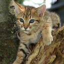 Shari Hall - @NativeFields - Twitter