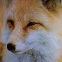 tracqfox (@tracqfox) 's Twitter Profile