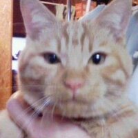 瑞雲レシピ回しまくったけどな(半ギレ一応ネジ貯めといて良かったわ。
