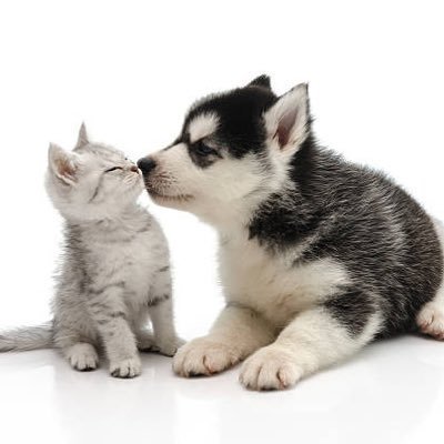 Ancien expatrié de retour en France suite à un petit incident. Je découvre le sud et Montpellier.
Amoureux des animaux je dois reconstruire une nouvelle vie.