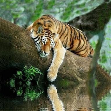 ZainAlly7's profile picture. Programmer