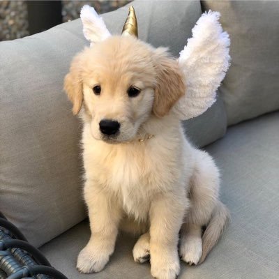 Pictures and Videos Of Cute Retrieverpuppies . WE DO NOT own content posted. Content will be immediately removed or credited by owners request.Enjoy