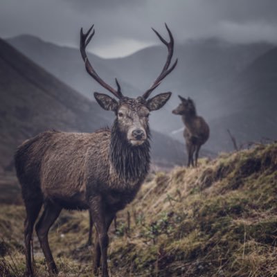 Dad & keen amateur photographer. Shortlisted LPOTY 2021 &2022, OPOTY 2018, Commended portfolio in SLPOTY 2022 and Commended SLPOTY 2018.