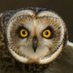 Simon Spiers (@sifisi) Twitter profile photo Simon Spiers (@sifisi) Twitter profile photo