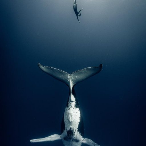 LesReveursBleus's profile picture. 