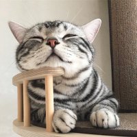 からし (@3kcmu6vbux1z8oc) 's Twitter Profile