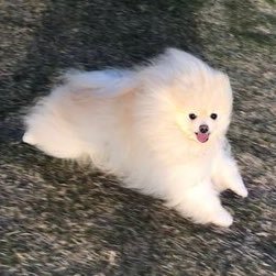 sjanorin's profile picture. RPS 판윙