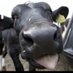 Dora’s Dairy Natural Raw Milk and Pasture Fed Beef (@dorasdairyraw) Twitter profile photo Dora’s Dairy Natural Raw Milk and Pasture Fed Beef (@dorasdairyraw) Twitter profile photo