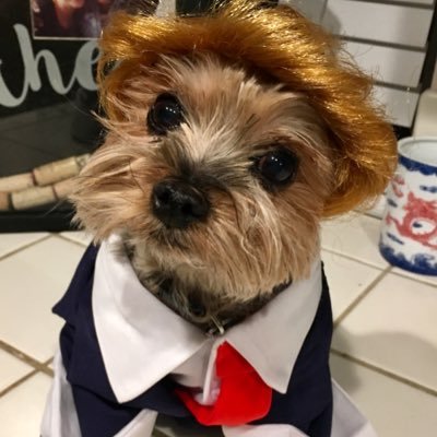 I’m not a 5 pound Yorkie wearing a suit and calling the shots. I’m interested in advanced technology, space exploration, medical science and dry kibble.