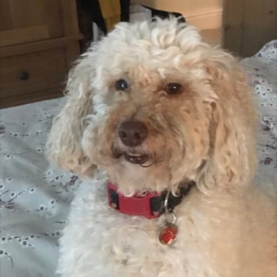 MarlowLabradoo1's profile picture. I'm a cool dood miniature doodle. Scared of my own shadow but cute.