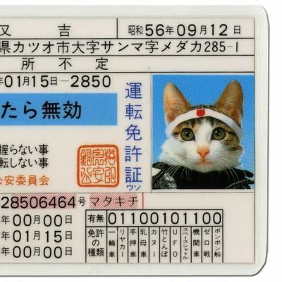 なめ猫 Namenonekoo Twitter