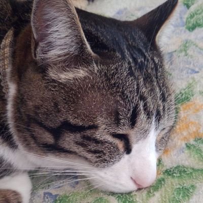 NyancoNyamo's profile picture. v系、2.5次元、2次元を渡り歩いてる。