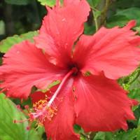 JanieLogan's profile picture. Writing articles at InfoBarrel, FireHow & Xomba, and learning to draw. I enjoy gardening, cooking, knitting, crocheting, crafting, reading & traveling.